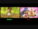 【比較動画】みゆちぃ Let'sニャンス【踊ってみた】