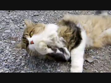 リッターバイクやなくてもええんやで part.7