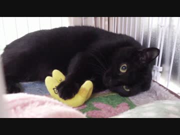 黒猫が家にやってきた！【その 59】借りてきた猫じゃなくなった