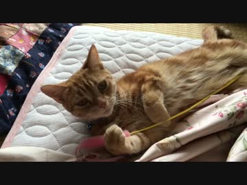 【アメショ】猫じゃらしを与えると抱きしめて( ˘ω˘)ｽﾔｧ