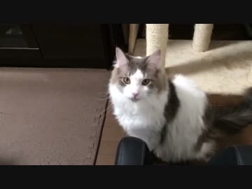 不可抗力の虐待に遭うおねだり猫