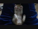 赤ちゃん猫「ばんざ～～い」zzz