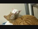 少年猫、後輩猫の足のニオイを堪能し過ぎる