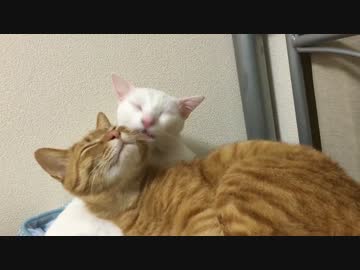 少年猫、後輩猫の足のニオイを堪能し過ぎる