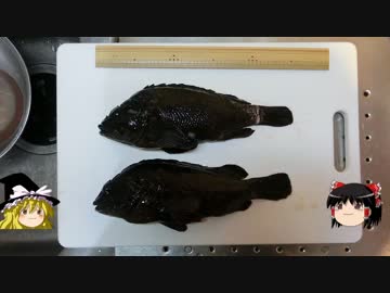 釣ったクロソイを料理します。