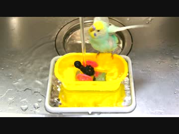 インコの行水