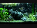 Aquarium_60cm_160517_(854x480)