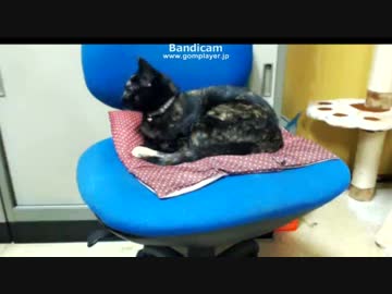 猫の地震予知　私の５秒前には気が付いていた 【猫旅】