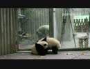 2016年5月14日中継のハイライト 萌蘭（モンラン）は開けたドアの隙間から脱出！梅さんに捕まる…。