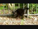 黒猫が現れた