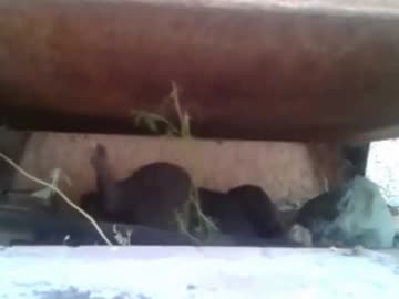 寝相の悪い猫