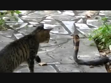 猫vsキングコブラ