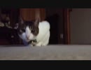 もにもに動画