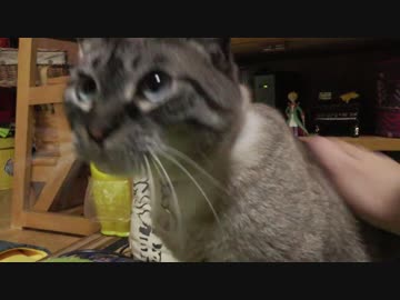 黒猫が家にやってきた！【その 63】ジャンくんはダッコの反復練習