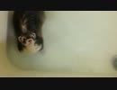 お風呂大好きなフェレット