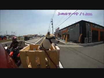 柴犬福助琵琶湖ツーリング　柴ツー