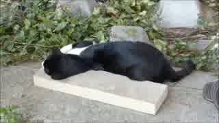 野良猫に爪とぎをあげるとこうなる