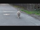 地域猫たちの抗争劇？その１　外敵、襲来