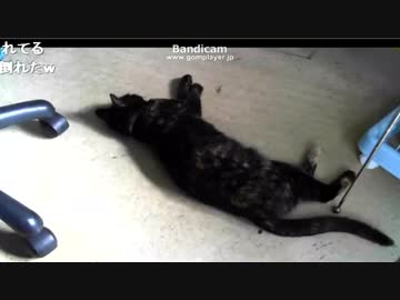 ハプニング・笑い　ぐぅ～～たら猫