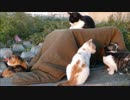 こたつでくつろぐ猫家族