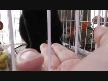 黒猫が家にやってきた！【その 66】手からおやつを食べて欲しい