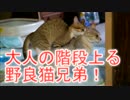 オス同士で交尾ごっこする野良猫兄弟！