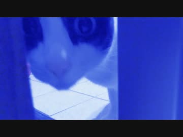 裏口開けたら2秒でにゃんこ♪