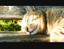 気持ちよさそうなキジトラ