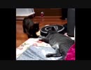 チョコ&クッキーが遊ぶだけ（ねこ）