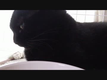 黒猫が家にやってきた！【その 67】ついに禁断のあれを投入！