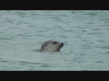 抜海港のゴマフアザラシ