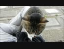 撫でてたらいきなりひざの上に乗っかってきた