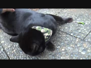 おなかをモフれる系ボス猫