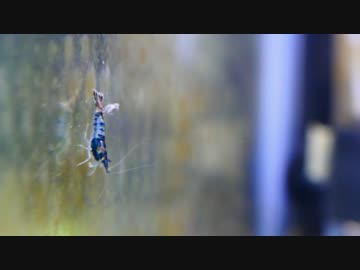 【水槽123】陰性エビ水槽②水草とエビ導入 Shade Plant and Shrimp Tank No.2