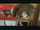 ハムスターが気になりすぎて合体した猫たち