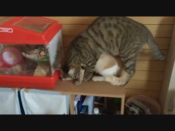 ハムスターが気になりすぎて合体した猫たち