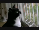 猫の日常36　～くう太偏～