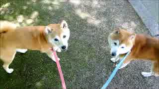 お散歩でくるんと振り向く柴犬たち　