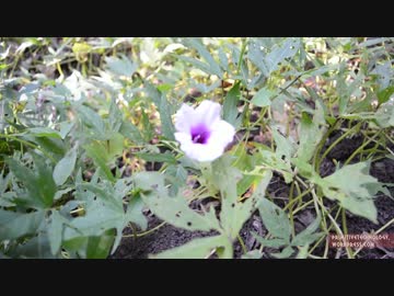 ホモと学ぶサツマイモ畑.Sweet potato patch