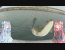きまぐれ水【上】観察その2、赤羽根漁港の船道2