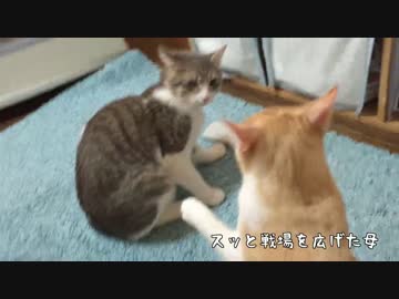 ついにブチギレた猫，猫パンチの応酬