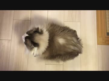 【こぢゃ】座っているだけだと思ったら…