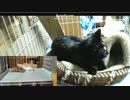 【泣き声】 留守番は寂しいにゃん 【猫旅】