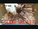 【動画】巨大伊勢エビで『えびフライ』作るとどうなるか【南極料理人】