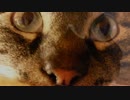 黒猫が家にやってきた！【その 75】ジャン＆ポンに何かが起こる予感