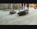 お腹を弾ませながら行進するアザラシ