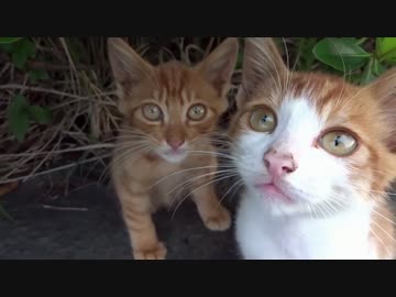 子猫たちに近づいたら(・・;)？