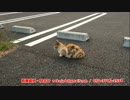 TNR活動