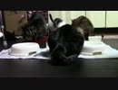 こんしゅうのおやつ【蒼民家の猫々】