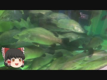 ゆっくりれいむのアクア放浪記　#15　桂浜水族館